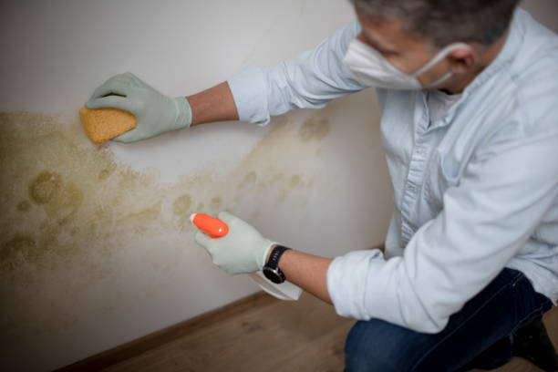 Best Toxic Mold Removal  in Las Lomas, TX